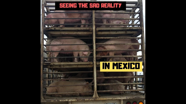 SEEING THE SAD REALITY IN MEXICO