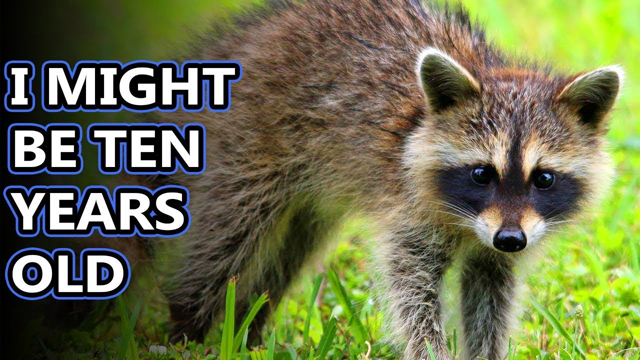 Raccoon facts: the bandit in your backyard | Animal Fact Files