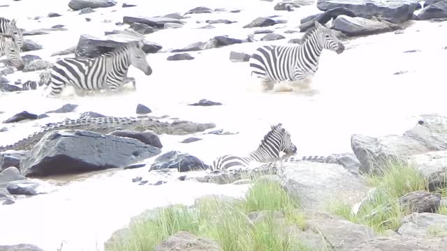 Crocodiles Violently Rips Off Zebra Face **Graphic Content**