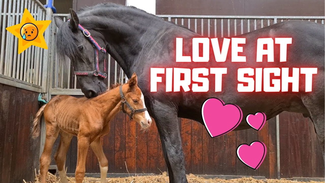 Orphan foal meets foster mother QueenðUniek. I've never seen this before! Amazing! | Friesian Horses