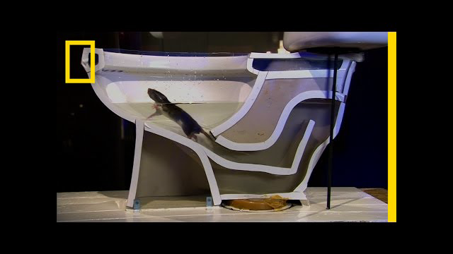 See How Easily a Rat Can Wriggle Up Your Toilet | National Geographic