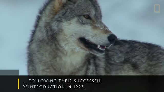 Five Must-See Attractions in Yellowstone | National Geographic