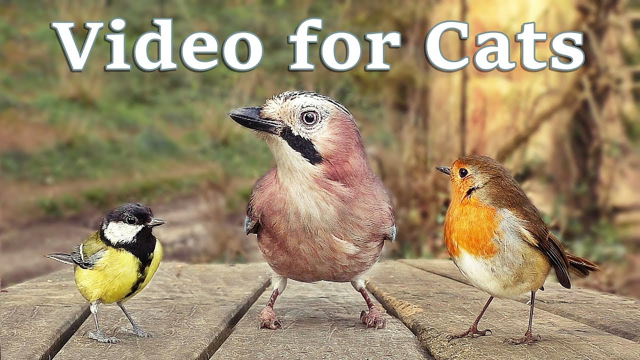 Videos for Cats to Watch - 8 Hour Bird Bonanza