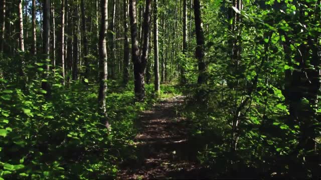 Virtual Nature Walk: A Walk In The Forest