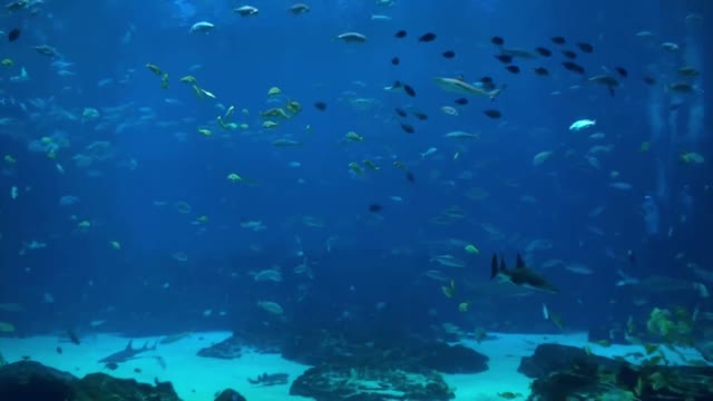 Beautiful HD Aquarium Video - Georgia Aquarium (Ocean Voyager I)