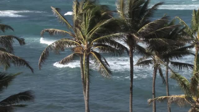 Free stock footage video (1080p)HD (summer,beach,ocean,nature)