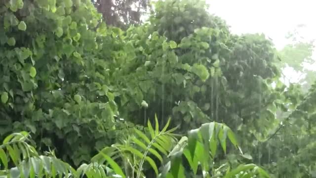 ☂ HD Rain Video - Watch Cold Lush Drops to Relax