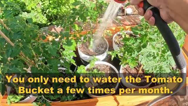 What the Heck is a Tomato Bucket  Tomato Bucket Self Watering Planter Pot Syste