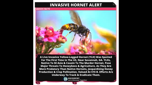 Deadly Hornet Alert The Battle For America's Bees