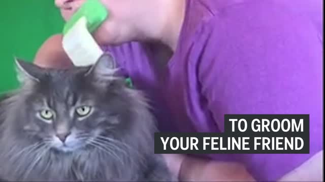 Rubber tongue for licking your cat