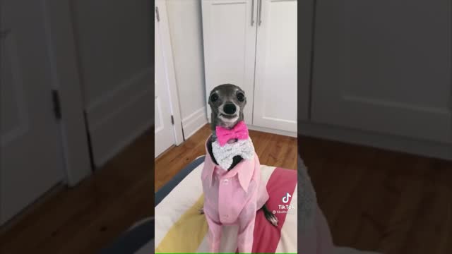 Tika the Iggy TikTok compilation