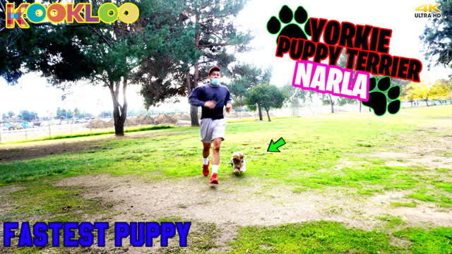 Fastest 10 Month Old Puppy Yorkie Terrier