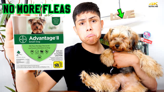Getting Rid of Puppy Fleas | This Works Amazing