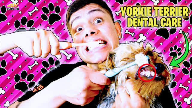 How to Care for Yorkies Teeth
