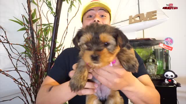 Yorkie Cutest Puppy Ever | Her Name is NARLA