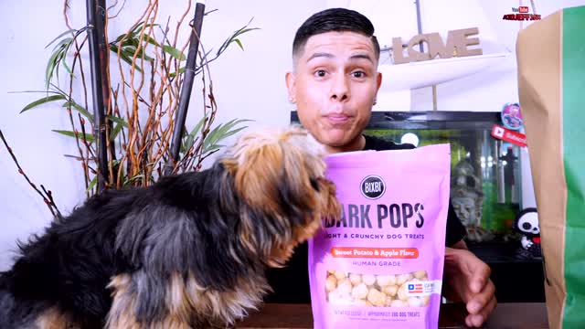 Puppy Snack Challenge with My Yorkie Terrier 