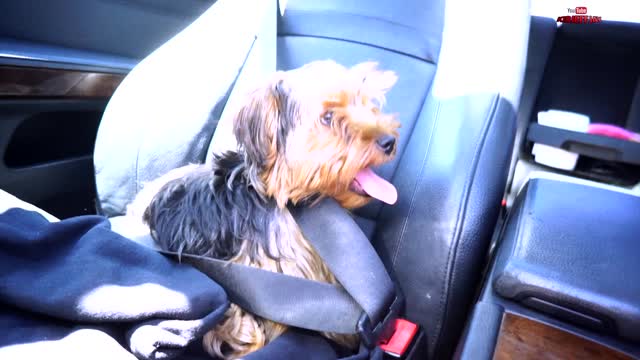 FREE Puppuccino Starbucks | Treat Your Puppy