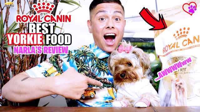 Best Dog Food Ever for Yorkies Royal Canin