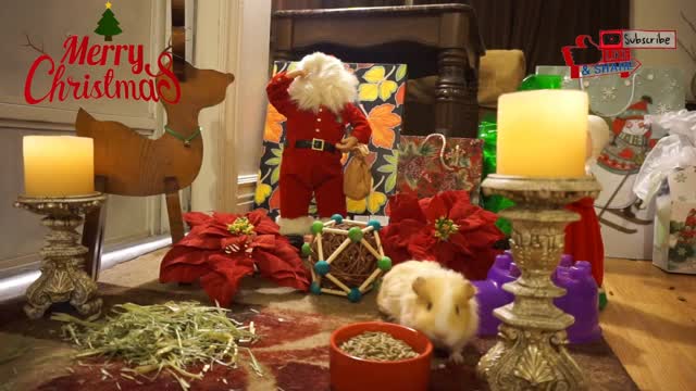 Playful Guinea Pigs Having Fun | Merry Christmas