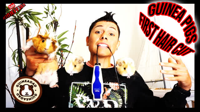 How to Groom Guinea Pigs | With Hair Clippers