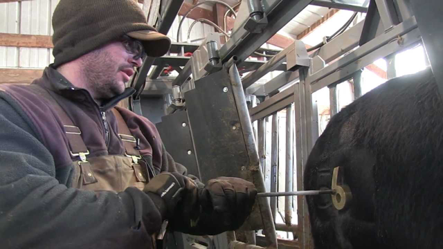 Freeze branding cattle