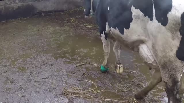 Cow gets INSTANT RELIEF for a VERY SORE FOOT