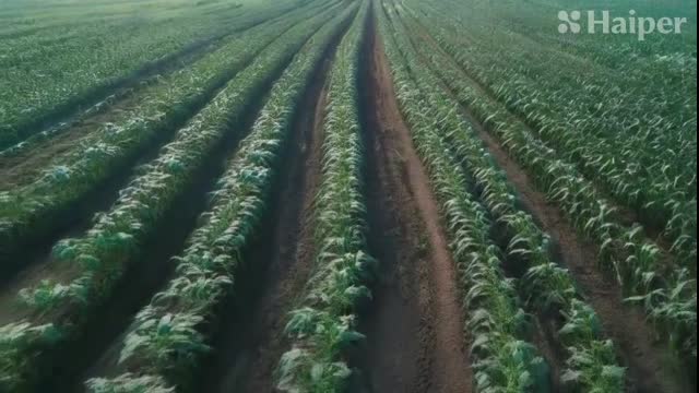 TOP FIVE CROPS FOR SURVIVING DYSTOPIA