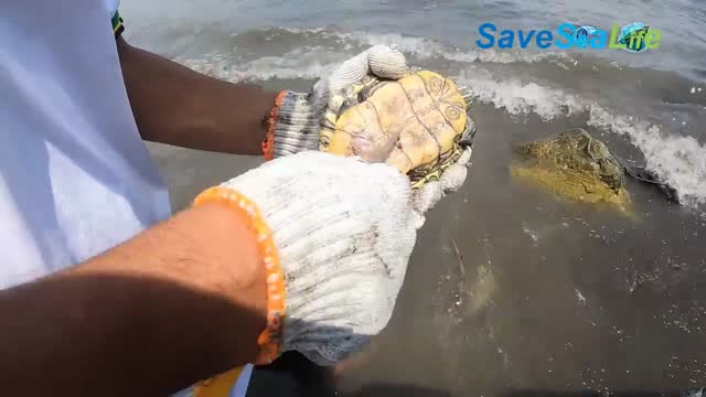 She Was Desperate, Adrift at Sea, Covered With Thousands of Barnacles