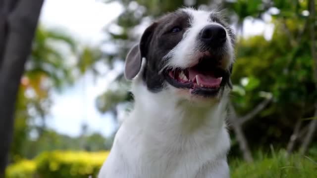 A monkey stole a Puppy and took him with her… What People saw the following day, shocked them