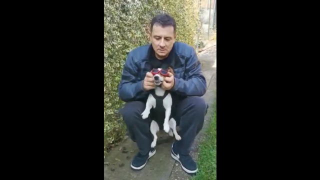 Biker Getting His Dog Ready For His First Motorbike Ride