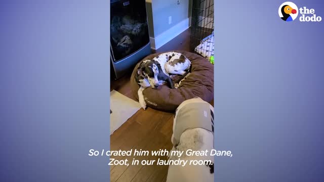 Dog Caught On Hidden Camera Doing The Sweetest Thing For Foster Brother | The Dodo Foster Diaries