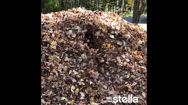 60 Seconds of Stella Leaf Jumps