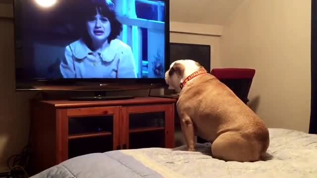 Bulldog watches a horror movie, does something INCREDIBLE during scary scene