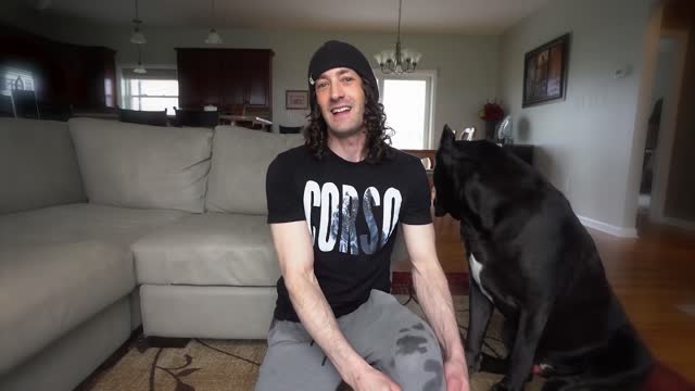 10 Questions for a Cane Corso Owner