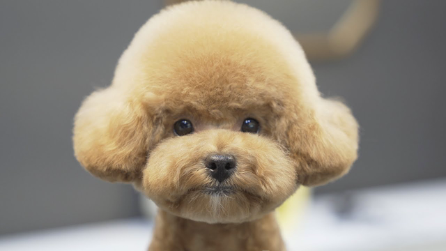 Doggie Groomed! Who met your eyes with me?