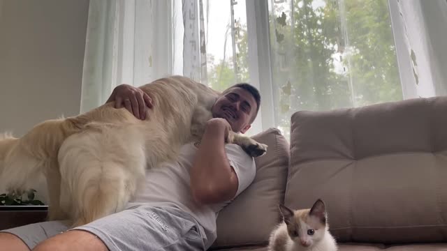 Golden Retriever Meets New Baby Kitten for the First Time!