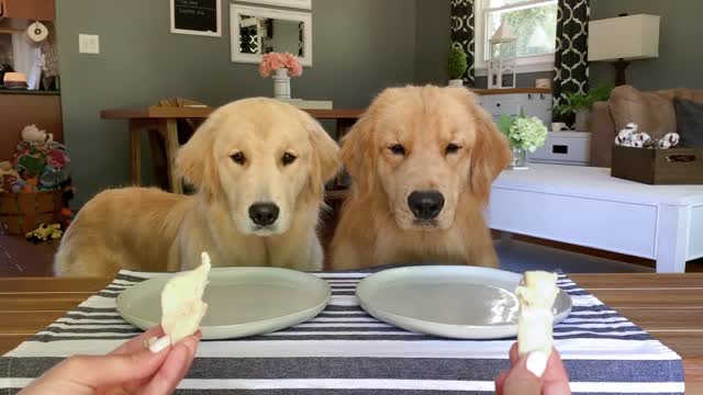 Dog Reviews Food With Girlfriend | Tucker Taste Test 12