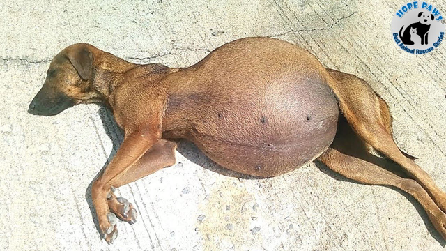 Dachshund Is Giving Birth, How Many Puppies Can You See?