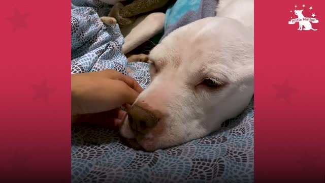 Skinny Abandoned Pit Bull Gets Everything She Dreamed Of | The Dodo Pittie Nation