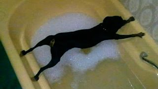 When Doggies do not want to bathe!