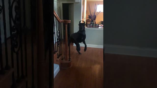 This is how my Great Dane greets me everyday