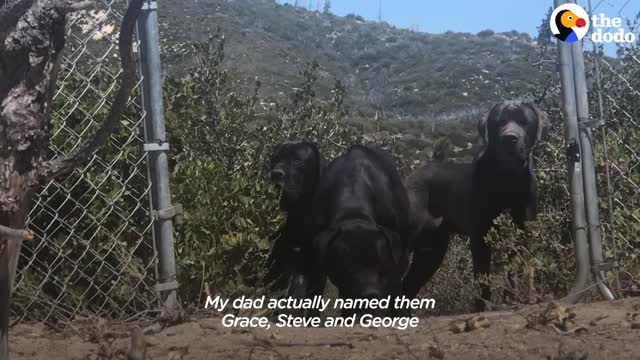 3 Huge Dogs Left On Mountain Kept Refusing To Be Rescued | The Dodo Faith = Restored