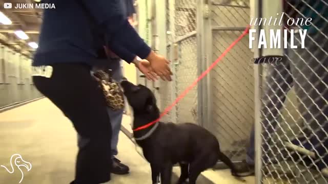 Dog Gets Adopted and Totally Loses It