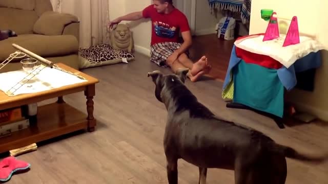 Pit bull protects owner from vicious evil boar