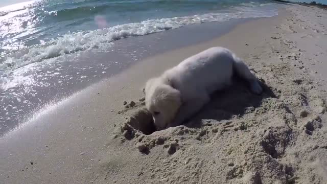 Puppy isn't happy when waves fill up his newly dug hole