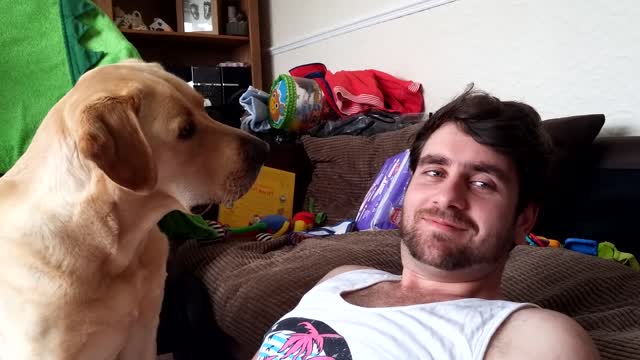 Ignoring a Labrador