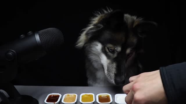 ASMR Dog Reviews McDonalds Sauces!