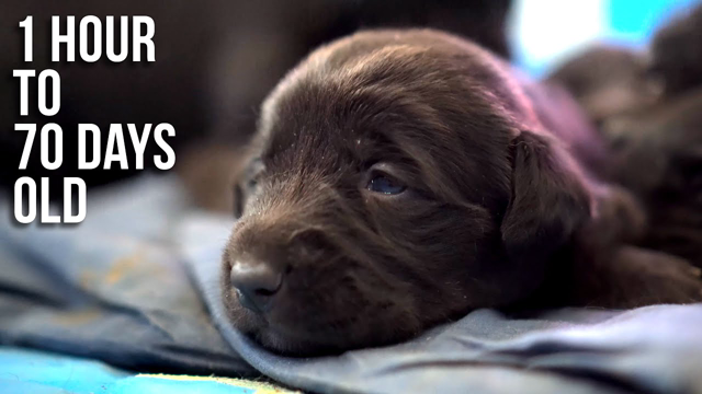 Lab Puppies Growing from 1 Hour to 70 Days Timelapse