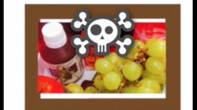 Toxic Poisonous Foods for Dogs - DIY Dog Food - a tutorial by Cooking For Dogs