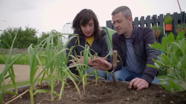 Garlic Growing Guide- GROW COOK EAT